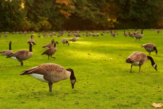 group of canada geese on grass